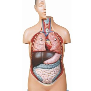 مولاژ نیم تنه